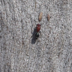 Mutillidae (family) (Unidentified Mutillid wasp or velvet ant) at Canberra Central, ACT - 8 Apr 2017 by David