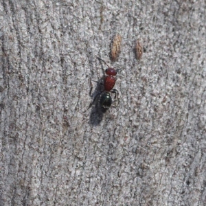 Mutillidae (family) at Black Mountain - 8 Apr 2017 03:05 PM