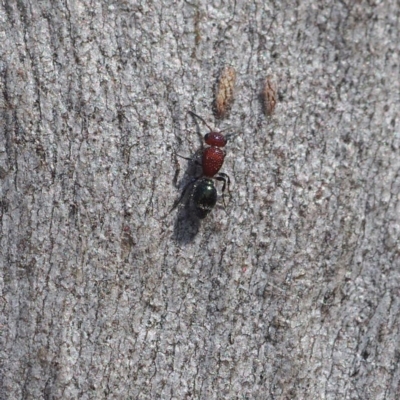 Mutillidae (family) (Unidentified Mutillid wasp or velvet ant) at Black Mountain - 8 Apr 2017 by David