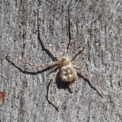 Tamopsis sp. (genus) (Two-tailed spider) at Black Mountain - 8 Apr 2017 by David