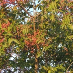 Pistacia chinensis (Chinese Pistachio) at Urambi Hills - 8 Apr 2017 by michaelb