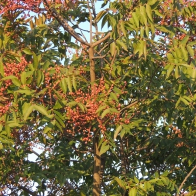 Pistacia chinensis (Chinese Pistachio) at Urambi Hills - 8 Apr 2017 by MichaelBedingfield