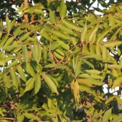 Pistacia chinensis at Urambi Hills - 8 Apr 2017 06:46 PM