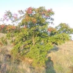 Pistacia chinensis at Urambi Hills - 8 Apr 2017 06:46 PM