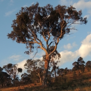 Eucalyptus polyanthemos at Urambi Hills - 8 Apr 2017