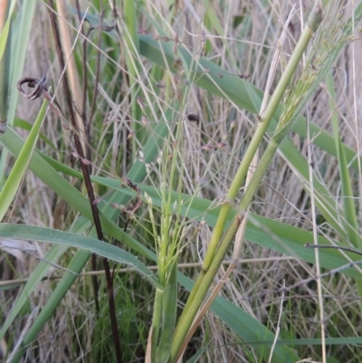 Panicum effusum (Hairy Panic Grass) at Urambi Hills - 8 Apr 2017 by michaelb