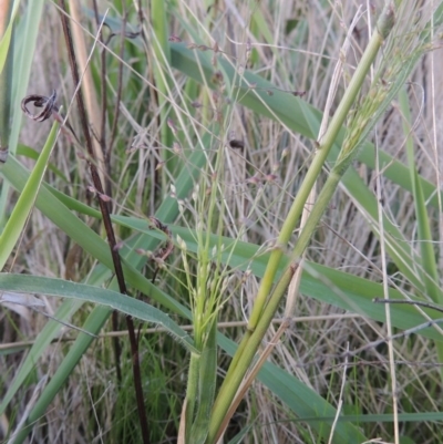 Panicum effusum (Hairy Panic Grass) at Urambi Hills - 8 Apr 2017 by MichaelBedingfield