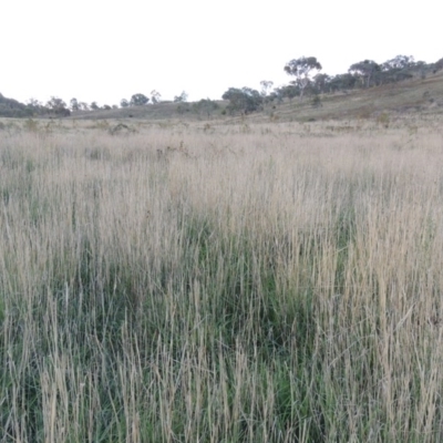 Phalaris aquatica (Phalaris, Australian Canary Grass) at Urambi Hills - 8 Apr 2017 by MichaelBedingfield