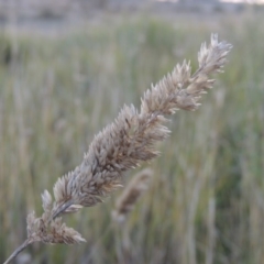 Phalaris aquatica at Urambi Hills - 8 Apr 2017 07:09 PM