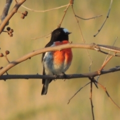 Petroica boodang (Scarlet Robin) at Urambi Hills - 8 Apr 2017 by MichaelBedingfield