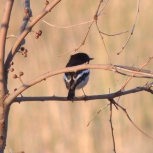 Petroica boodang at Urambi Hills - 8 Apr 2017