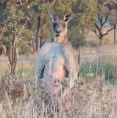 Macropus giganteus (Eastern Grey Kangaroo) at Urambi Hills - 8 Apr 2017 by michaelb