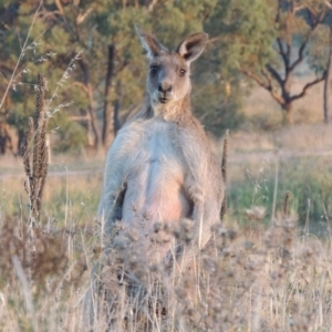 Macropus giganteus at Urambi Hills - 8 Apr 2017