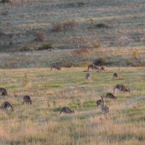 Macropus giganteus at Urambi Hills - 8 Apr 2017