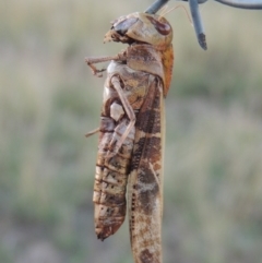 Gastrimargus musicus (Yellow-winged Locust or Grasshopper) at Urambi Hills - 8 Apr 2017 by michaelb