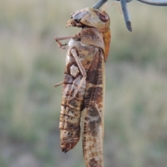 Gastrimargus musicus (Yellow-winged Locust or Grasshopper) at Urambi Hills - 8 Apr 2017 by MichaelBedingfield