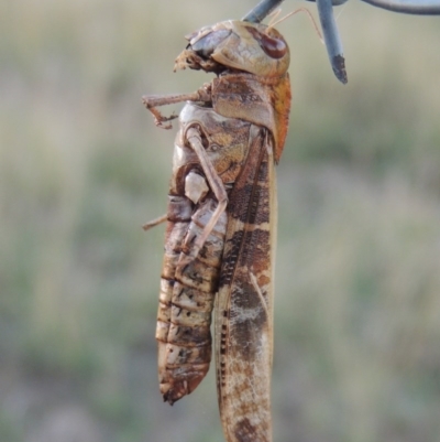 Gastrimargus musicus (Yellow-winged Locust or Grasshopper) at Urambi Hills - 8 Apr 2017 by MichaelBedingfield