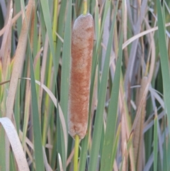Typha orientalis (Broad-leaved Cumbumgi) at Urambi Hills - 8 Apr 2017 by MichaelBedingfield