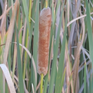 Typha orientalis at Urambi Hills - 8 Apr 2017 07:21 PM