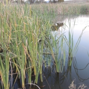 Typha orientalis at Urambi Hills - 8 Apr 2017 07:21 PM