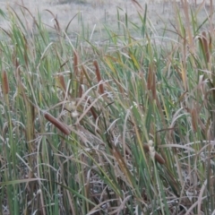 Typha orientalis at Urambi Hills - 8 Apr 2017 07:21 PM