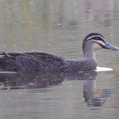 Anas superciliosa (Pacific Black Duck) at Urambi Hills - 8 Apr 2017 by MichaelBedingfield