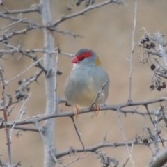 Neochmia temporalis (Red-browed Finch) at Urambi Hills - 8 Apr 2017 by michaelb