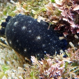 Dendrodoris nigra at Narooma, NSW - 9 Apr 2017