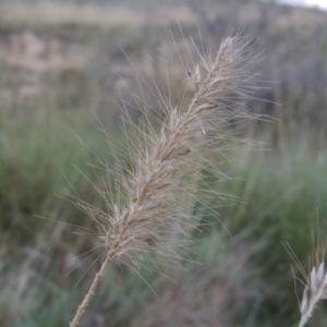 Cenchrus purpurascens at Urambi Hills - 8 Apr 2017