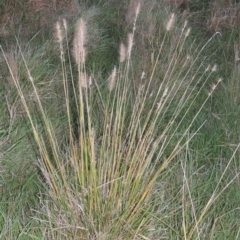 Cenchrus purpurascens at Urambi Hills - 8 Apr 2017