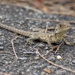 Intellagama lesueurii howittii (Gippsland Water Dragon) at ANBG - 22 Mar 2017 by JudithRoach