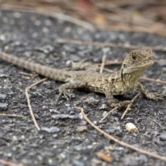 Intellagama lesueurii howittii (Gippsland Water Dragon) at Acton, ACT - 22 Mar 2017 by JudithRoach