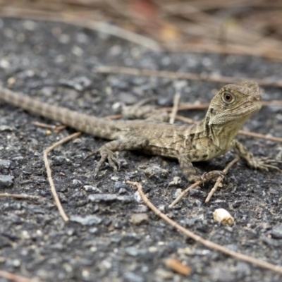 Intellagama lesueurii howittii (Gippsland Water Dragon) at Acton, ACT - 22 Mar 2017 by JudithRoach