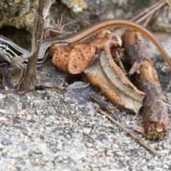 Ctenotus taeniolatus (Copper-tailed Skink) at Acton, ACT - 22 Mar 2017 by JudithRoach