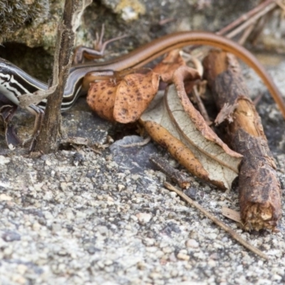 Ctenotus taeniolatus (Copper-tailed Skink) at Acton, ACT - 22 Mar 2017 by JudithRoach