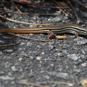 Ctenotus taeniolatus at Acton, ACT - 22 Mar 2017 12:21 PM