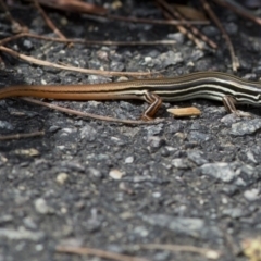 Ctenotus taeniolatus at Acton, ACT - 22 Mar 2017