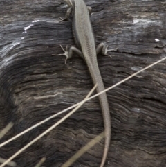 Pseudemoia entrecasteauxii (Woodland Tussock-skink) at Cotter River, ACT - 8 Mar 2017 by JudithRoach