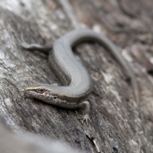 Pseudemoia entrecasteauxii at Cotter River, ACT - 8 Mar 2017