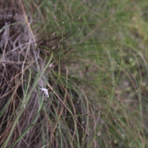 Arthropodium milleflorum at Gundaroo, NSW - 23 Nov 2016