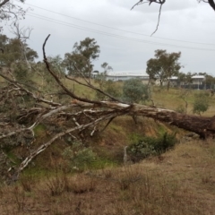 Eucalyptus melliodora (Yellow Box) at Symonston, ACT - 9 Apr 2017 by Mike