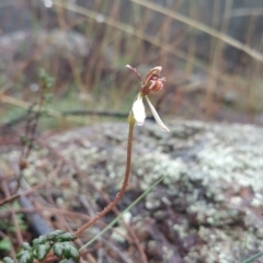 Eriochilus cucullatus (Parson's Bands) at Mount Ainslie - 10 Apr 2017 by nic.jario