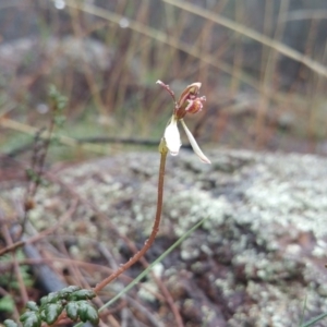 Eriochilus cucullatus at Majura, ACT - 10 Apr 2017