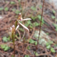 Eriochilus cucullatus at Majura, ACT - 10 Apr 2017