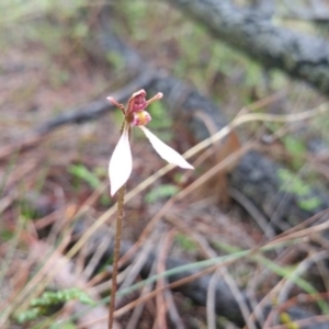 Eriochilus cucullatus at Majura, ACT - 10 Apr 2017