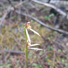 Eriochilus cucullatus at Majura, ACT - suppressed