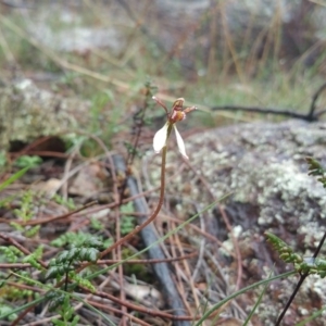 Eriochilus cucullatus at Majura, ACT - 10 Apr 2017