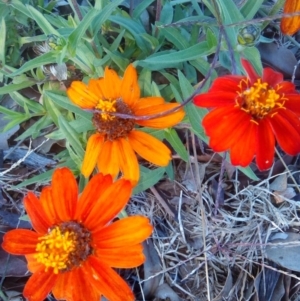 Zinnia peruviana at Forde, ACT - 7 Apr 2017