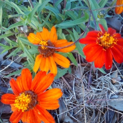 Zinnia peruviana at Forde, ACT - 7 Apr 2017 by RyuCallaway