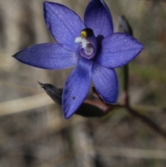 Thelymitra nuda (Scented Sun Orchid) at MTR591 at Gundaroo - 6 Nov 2016 by MaartjeSevenster